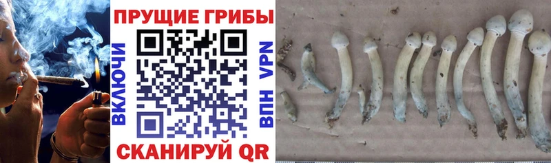 хочу   Таганрог  Псилоцибиновые грибы MAGIC MUSHROOMS 